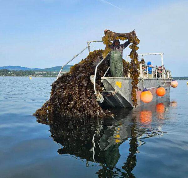 2025 KELP HARVEST Lel’tos